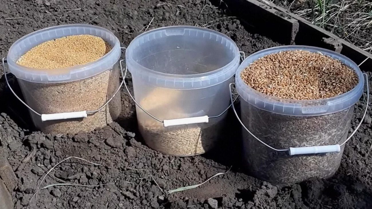 Як правильно підготувати грядки до зими: осінні добрива та сидерати