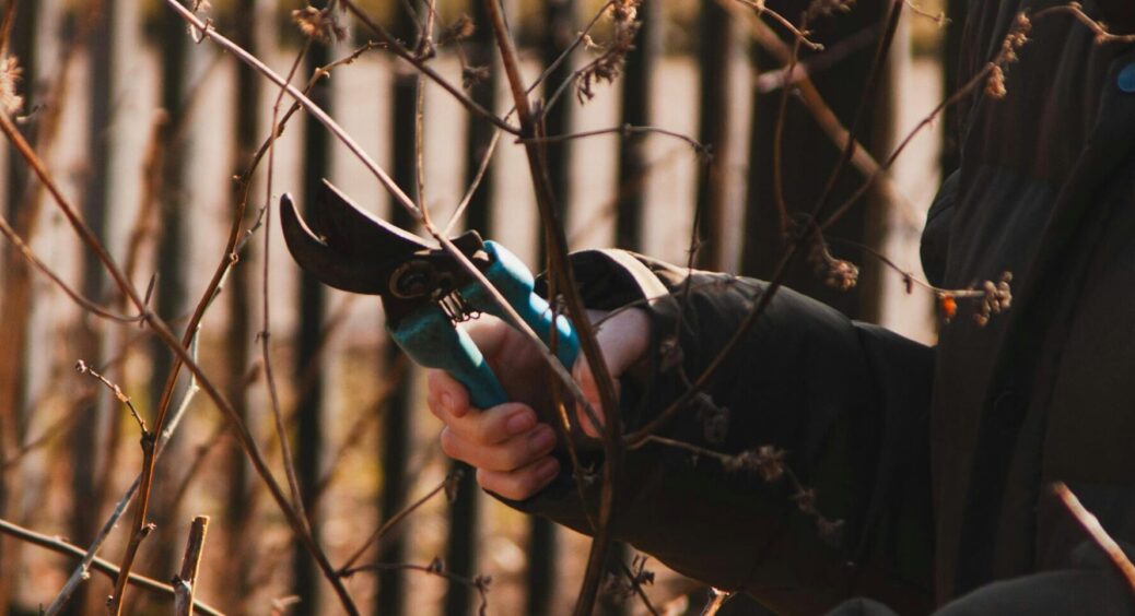 Садівники назвали 7 рослин, які не можна обрізати восени: серед них плодові дерева і кущі 