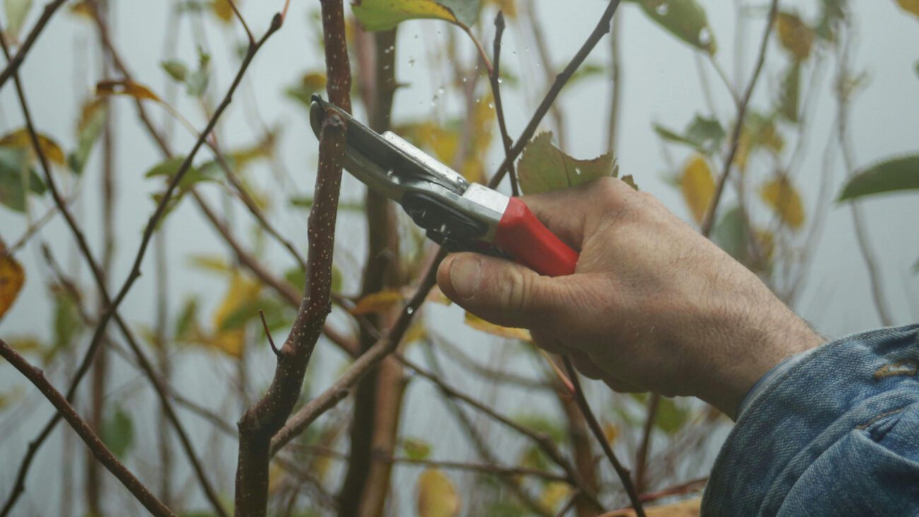 Експерти назвали грубі помилки, які роблять половина садівників восени