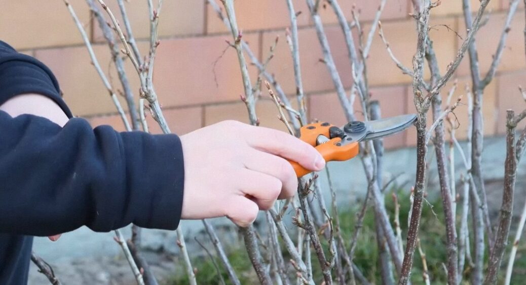 Урожайність смородини зросте на 40-50% після жовтневого обрізання куща. Досвідчені роблять так 