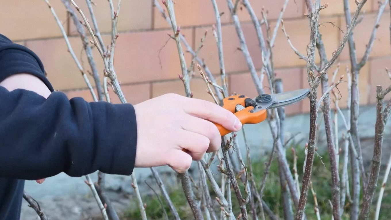 Садівники пояснили, як осіння обрізка підвищує урожайність смородини
