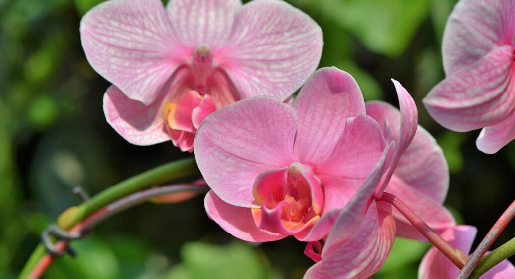 Місячний “поливний” календар на листопад: ці дні для підкормки орхідеї – єдині підходящі 