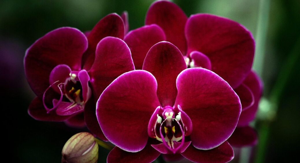 Бачу у орхідеї жовте листя, одразу роблю це: 1 чайна ложка на літр води, і квітка “оживає” 