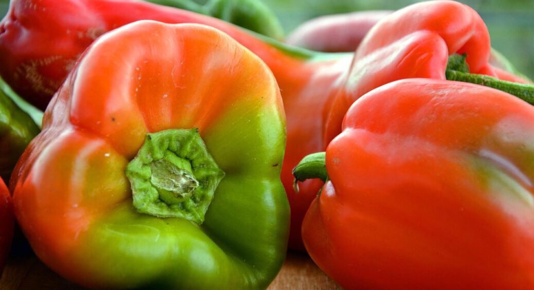 Не сорт, а “пісня”: цей перець росте і на вікні, у висоту – 45 см, а врожай – по 4 кг з куща 