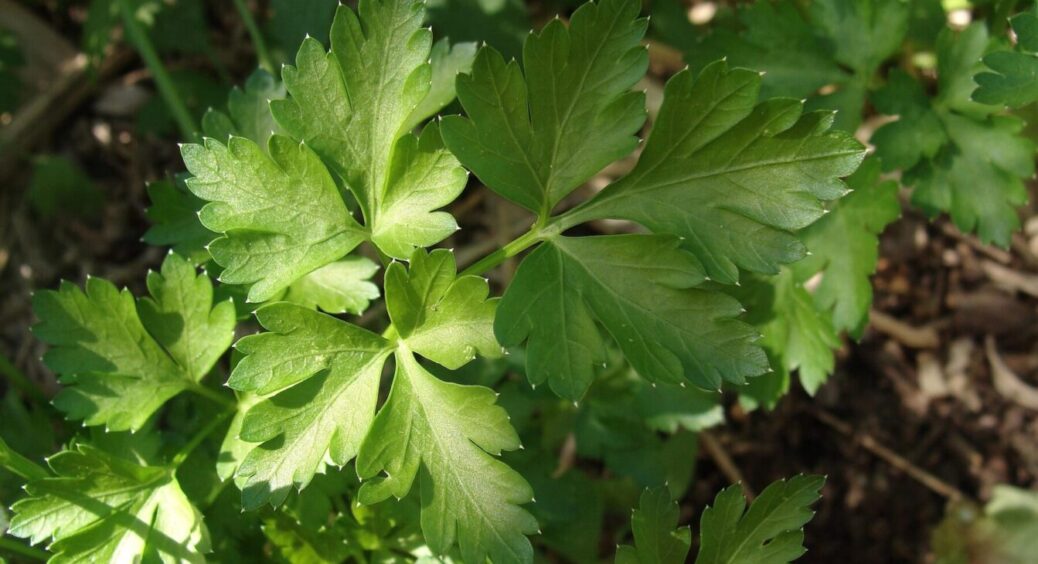 Тьотя Галя за парканом 5 жовтня посадила щавель і петрушку: каже, що буде ультраранній урожай 