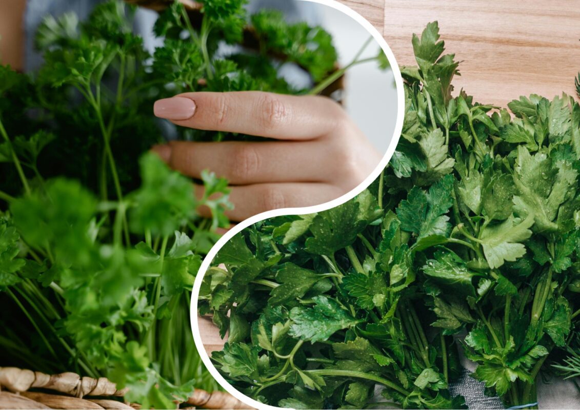 Садівники пояснили, які дні в жовтні найкращі для посадки щавелю та петрушки