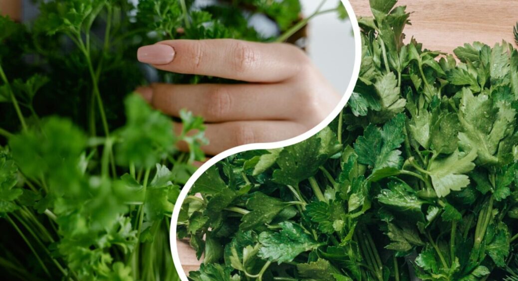 Петрушку так краще не обрізати: 2 помилки і врожай скорочується в 10 разів запросто 