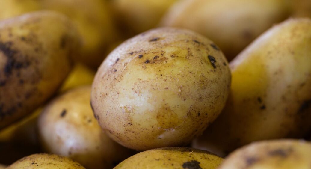 Не “Берніна” і не “Розалінд”: який 1 сорт картоплі побив усі рекорди смаку й урожайності 