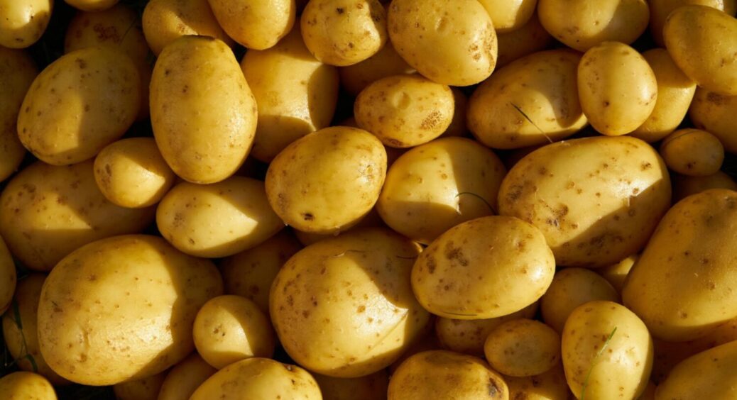 Українська картопля врожайніша, ніж у Польщі чи Німеччині: 1 сорт всьому голова 