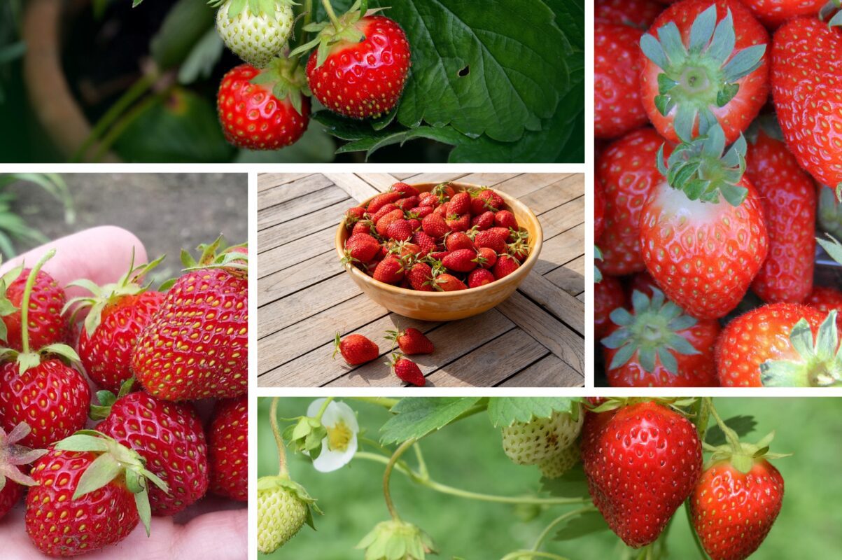 Господиня розповіла, як вирощувати полуницю цілий рік