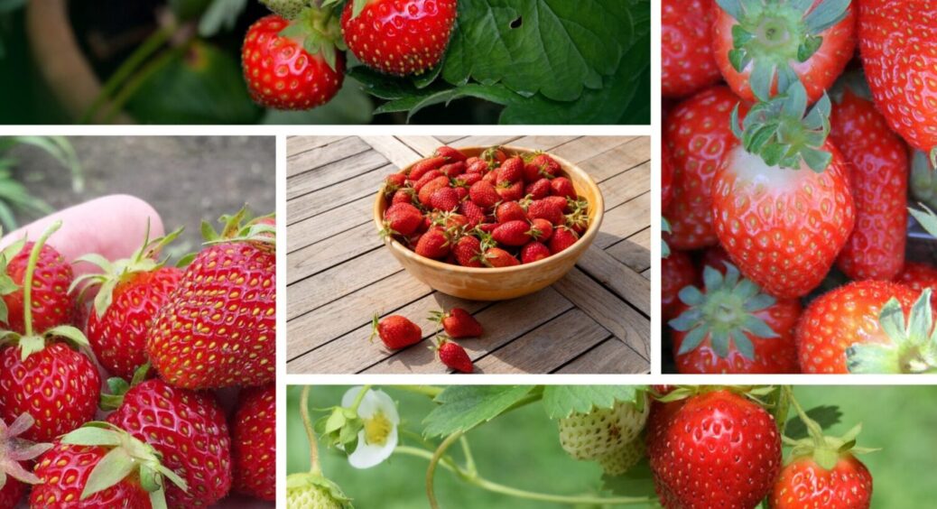 Як виростити полуницю так, щоб плодоносила цілий рік: 1 спосіб, про який мало хто знає 