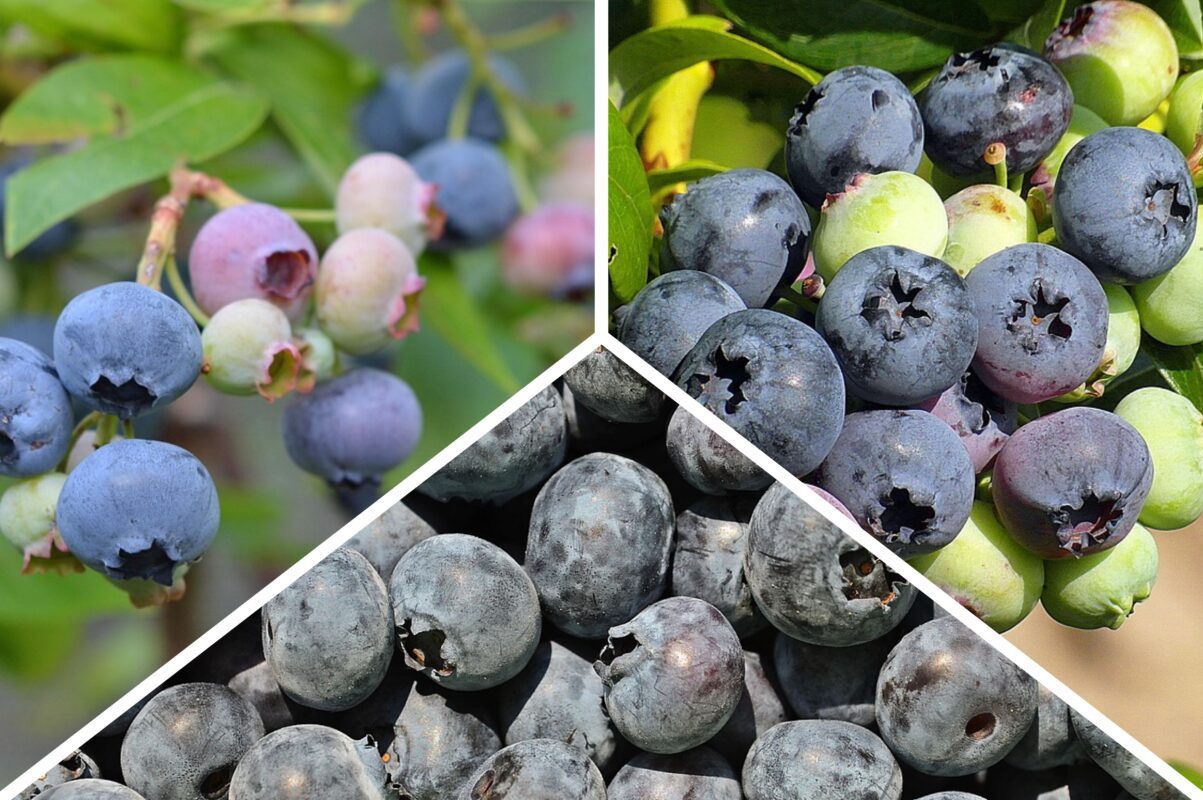 Господиня розповіла, як правильно вирощувати лохину