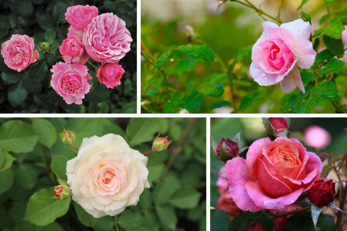 Садівники розповіли, що слід додати до лунки під час посадки троянд восени