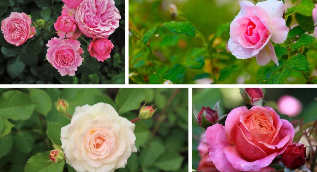 1 продукт до лунки – і цвіт на весь сад: що внести в ґрунт під час посадки троянд восени 2025 