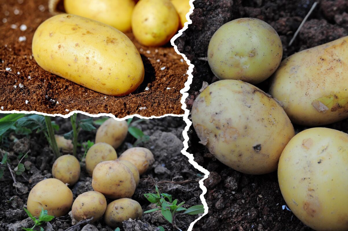 Городники розповіли, як підготувати ділянку під посадку картоплю у 2026-му зараз