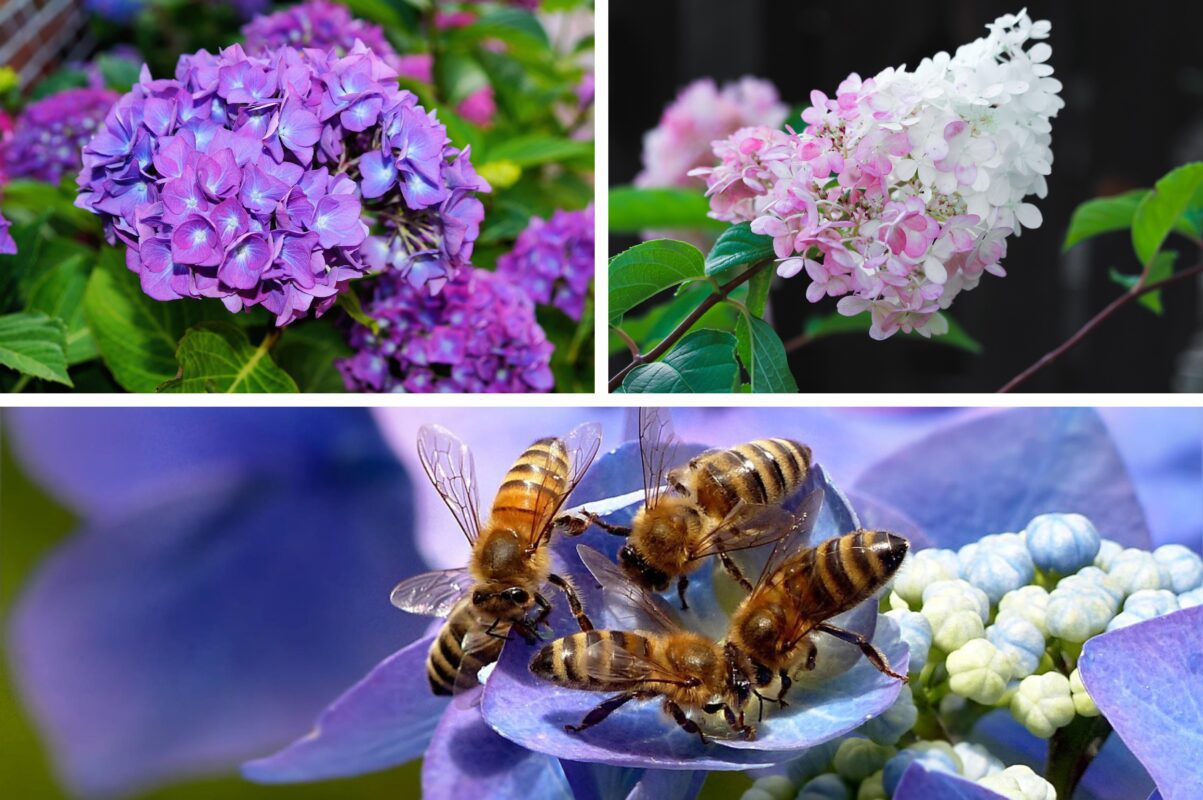 Садівники розсекретили три найяскравіші сорти гортензії для вирощування