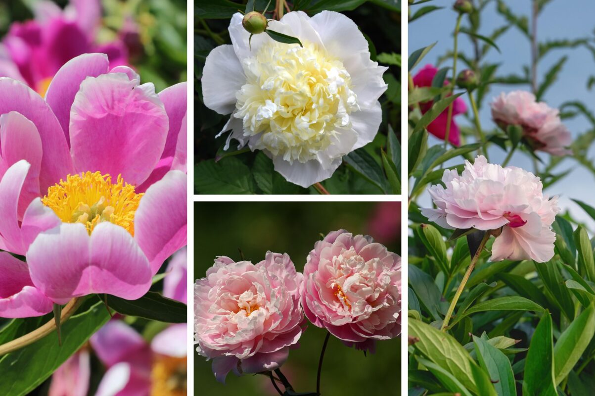Садівники розсекретили чотири сорти півоній, які цвітуть найпишніше