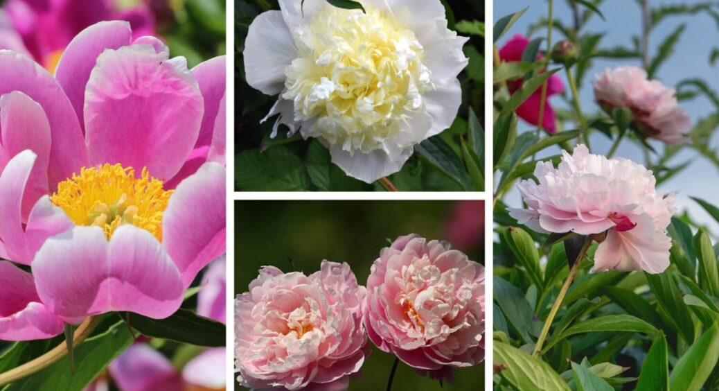 Ці півонії зараз коштують копійки, а мали цінник з 3 нулями: 4 супер гарних і ароматних сортів 