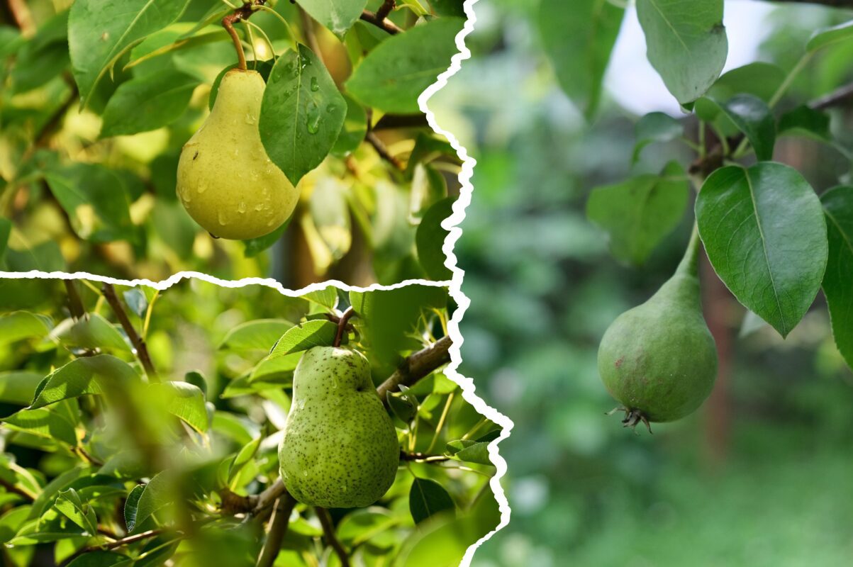 Експерт розповів, як повернути плодоношення у старої груші