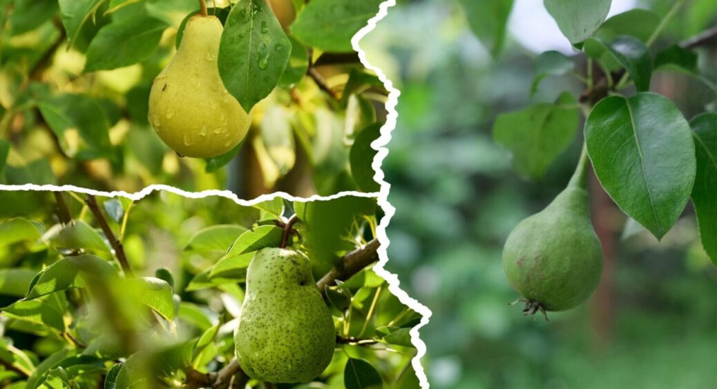 Стара груша знову буде плодоносити як в молодості: про цей 1 спосіб мовчать всі агрономи 