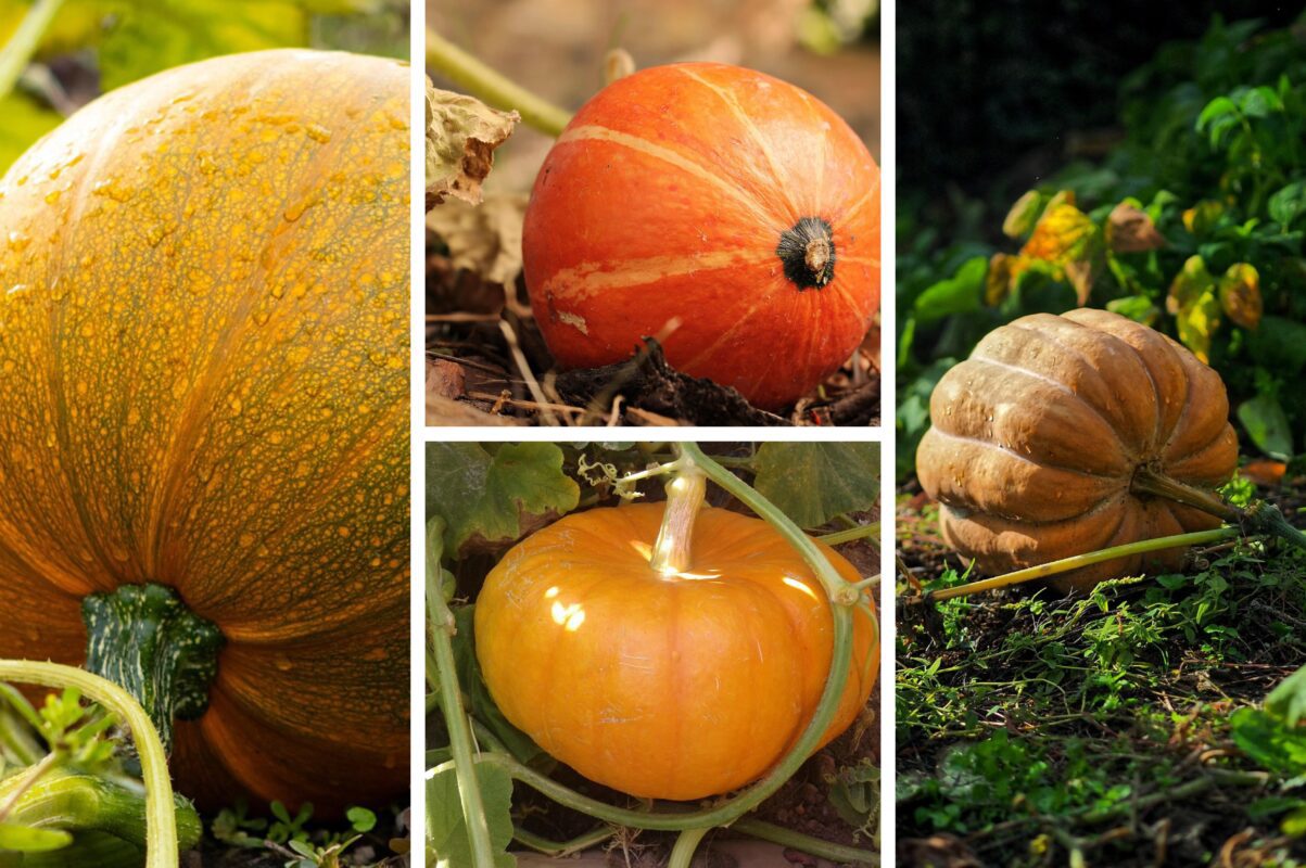 Городники назвали найсприятливіший час для збору врожаю гарбузів
