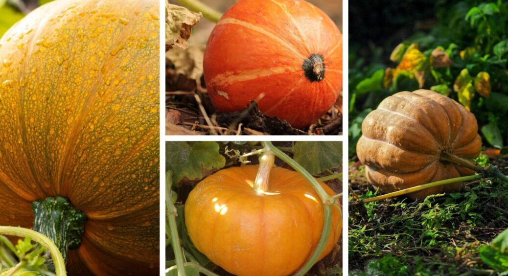 Місячний календар 2025: найсприятливіші дні для збору врожаю гарбузів у жовтні 