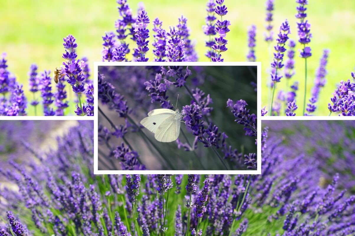 Садівники розсекретили три добрива на вибір, чим підживити лаванду восени