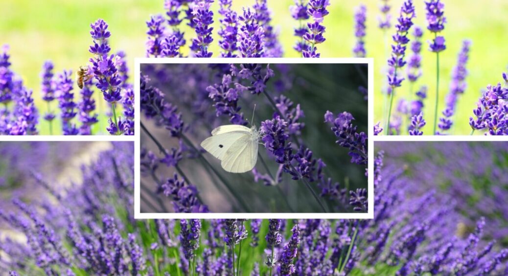 3 добрива на вибір: ось коли і чим підживлюю лаванду восени щороку – цвіте пишно 24/7 