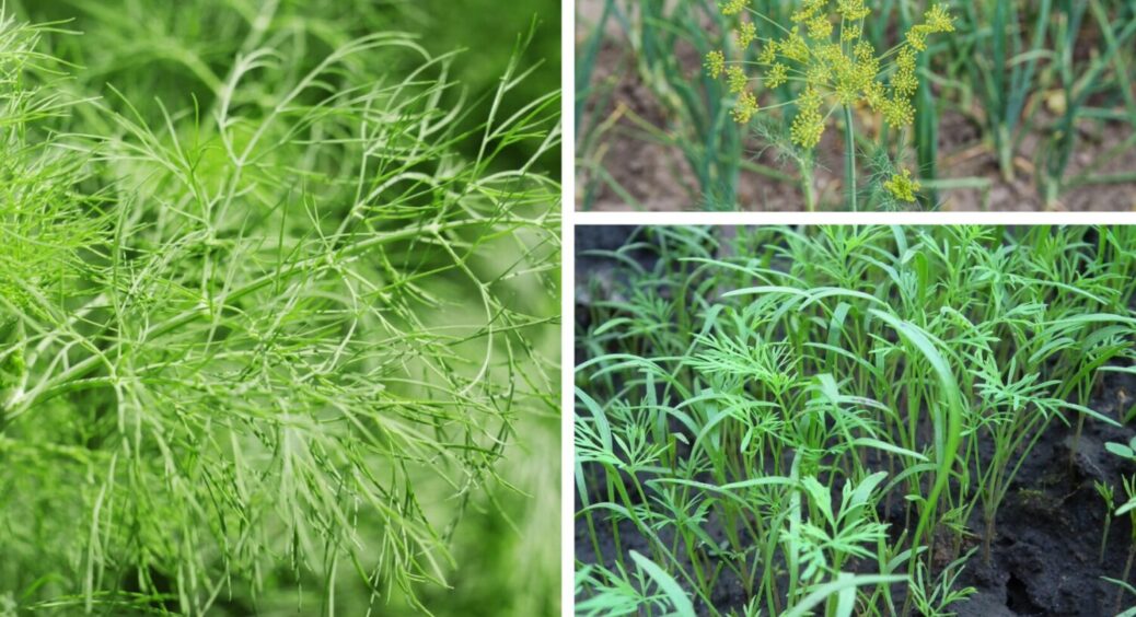 Кріп зійшов – час діяти: ось що варто внести в ґрунт після появи сходів зелені – 2 продукти 