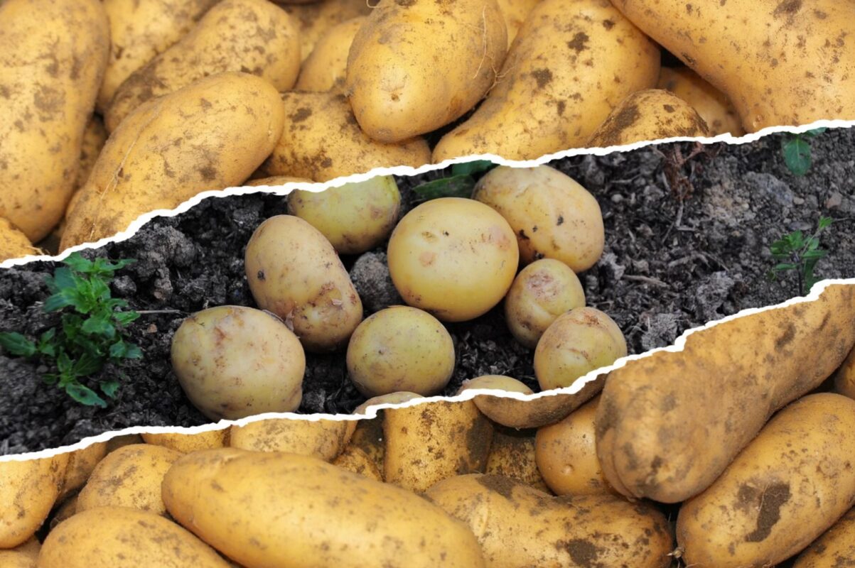 Експерт розповів, які сорти картоплі обрати для найвищої урожайності 