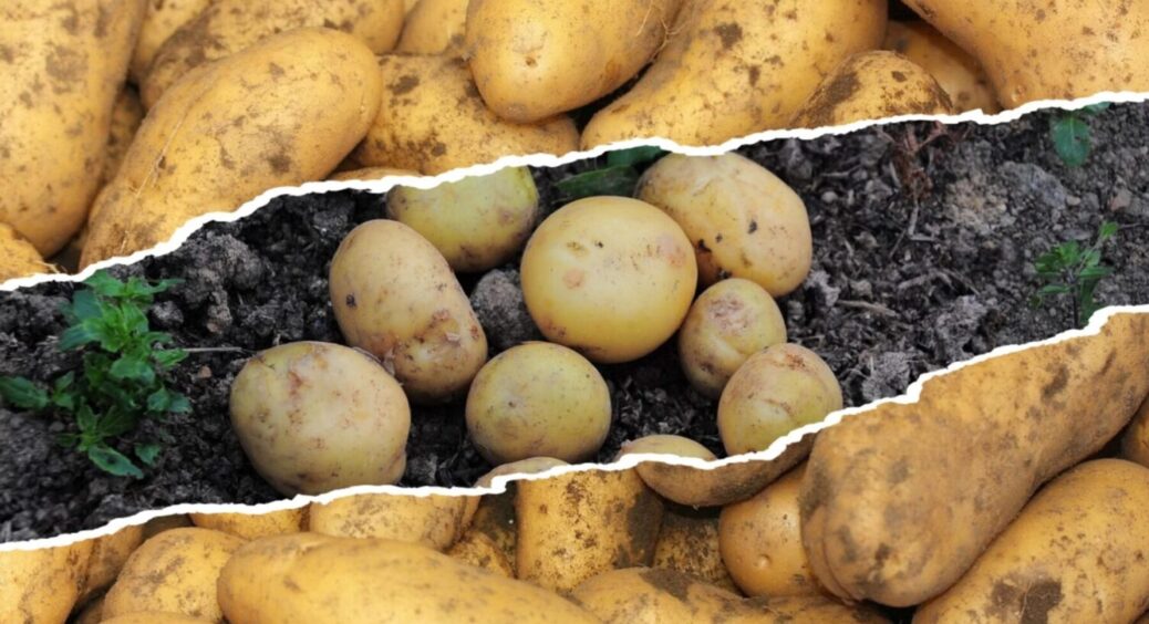 Картопля буде більшою за кулак: ось що в землю вносять чернігівські агрономи у 4-й місяць року 