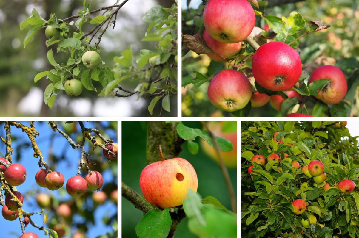 Експерт розповів, чим полити яблуні у листопаді 2025