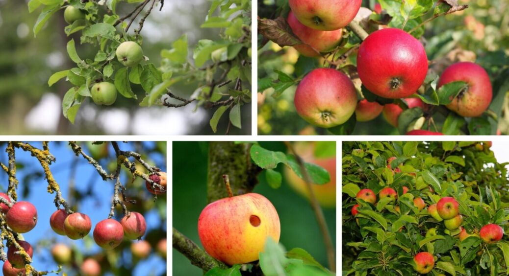 2 народні підживлення, що реально рятують яблуню від парші – “репортаж” з городів Вінниччини 