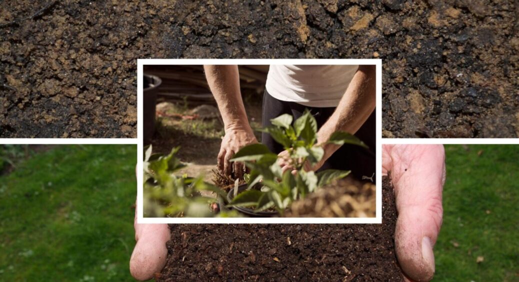 З року в рік вношу ЦЕ: 1 надійний спосіб, як покращити родючість ґрунту восени 2025 