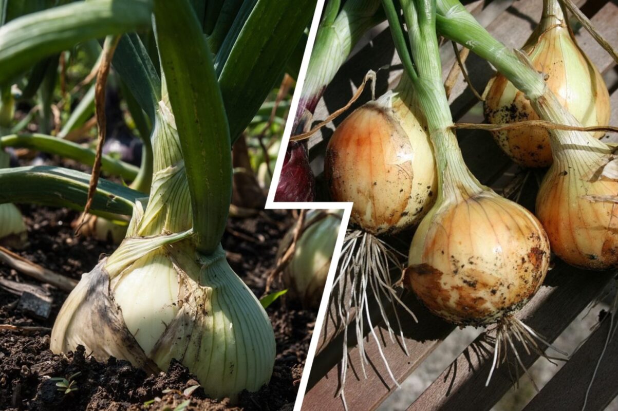 Городники розсекретили головну помилку при посадці озимої цибулі