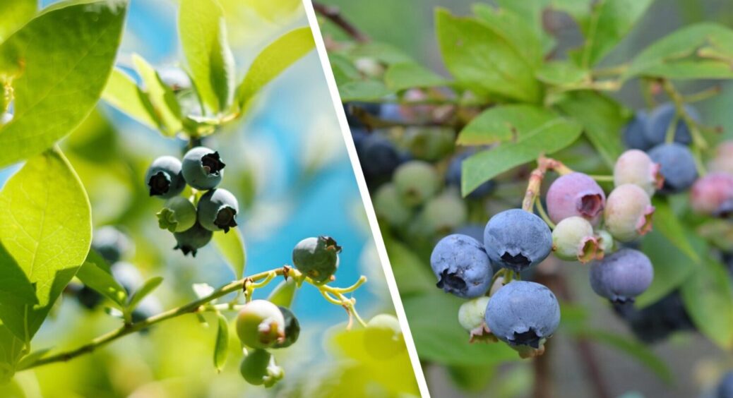 Ягід “море”, хоч беріть і продавайте: 3 дії з лохиною зараз і вже навесні 2026 буде врожай 