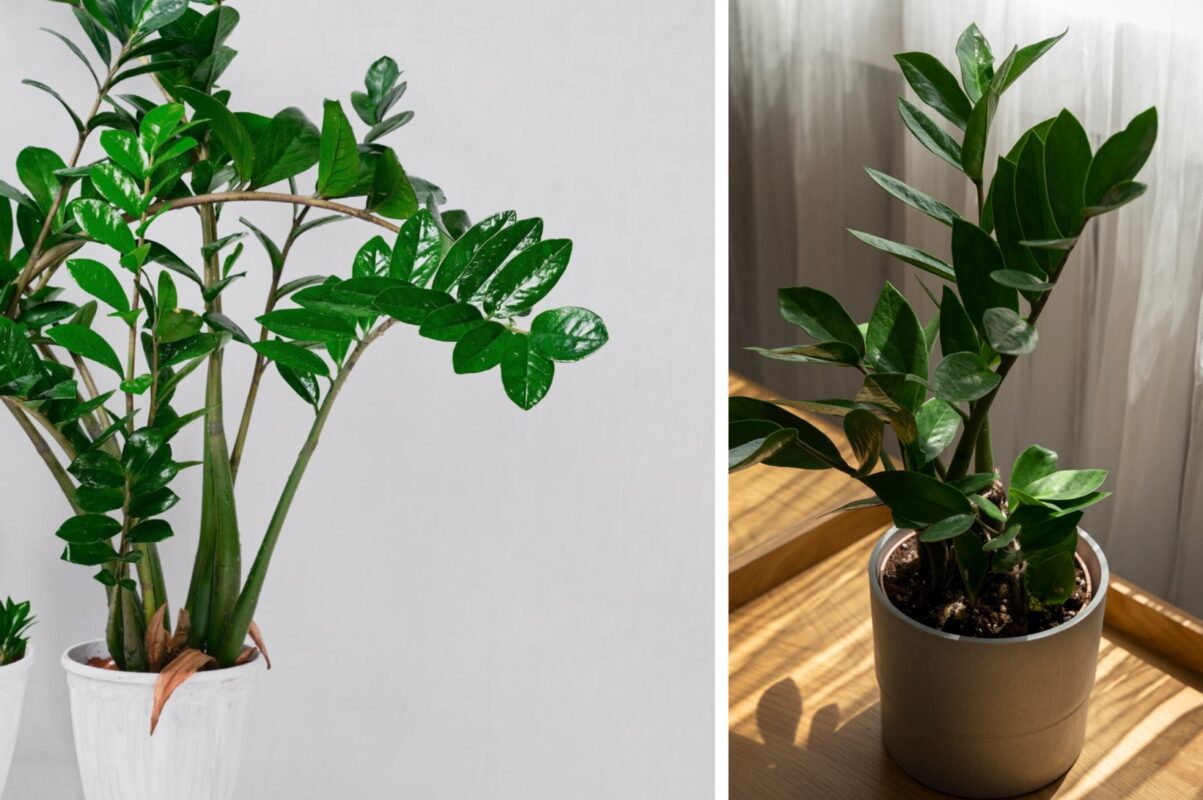 Експерти розповіли, чим потрібно підгодувати доларове дерево для росту