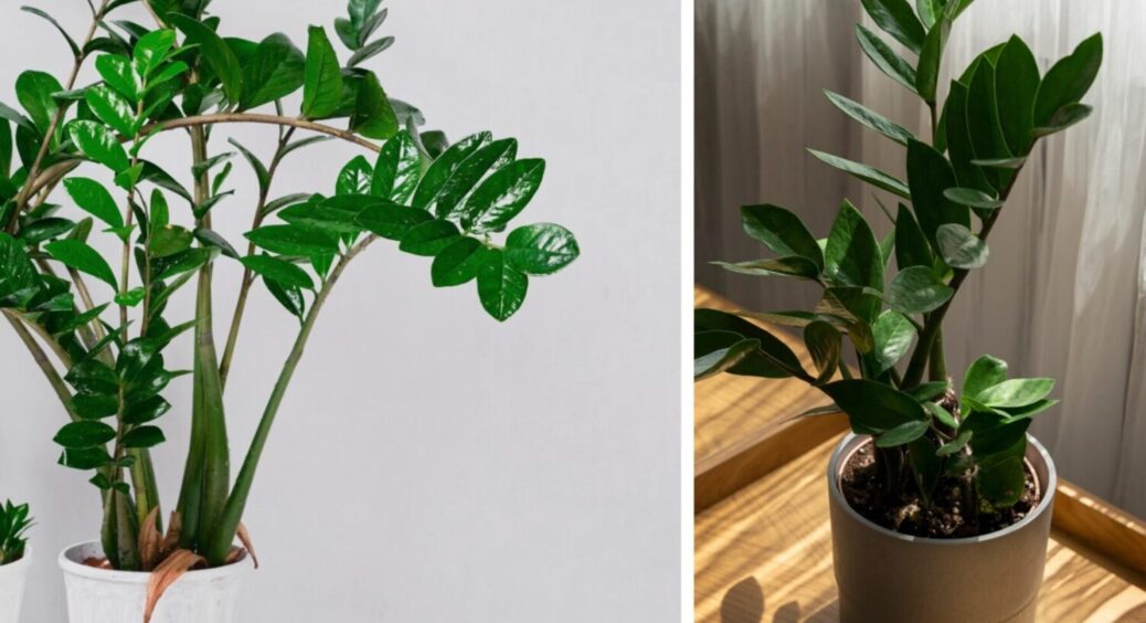 Ростиме, як на дріжджах: що внести під доларове дерево прямо зараз – 1 секретна підживка 