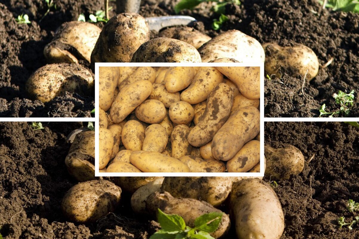 Городники розповіли, чому краще висаджувати картоплю в осінній період