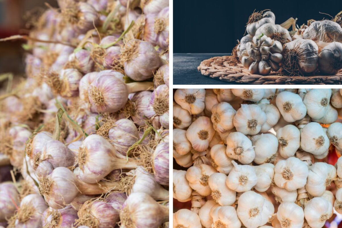 Господиня розповіла, коли висаджувати восени озимий часник