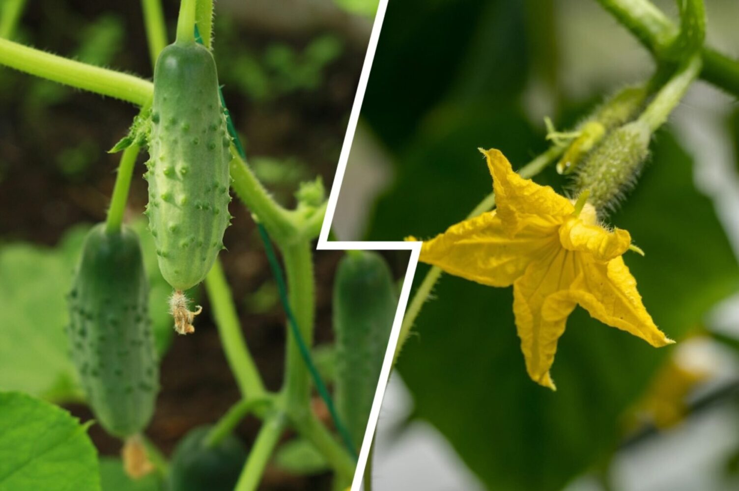 Агрономи розсекретили високоврожайні сорти огірків, які довго плодоносять
