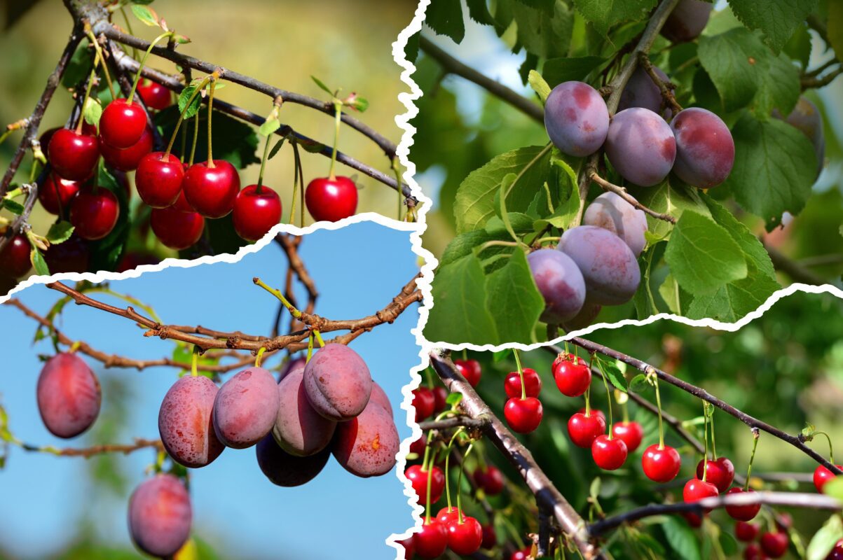 Садівники розповіли, чим підживити сливу й вишню восени для щедрого врожаю 2026