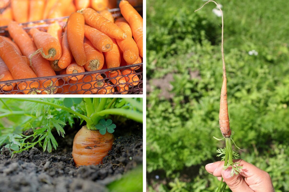 Агрономи розсекретили найгірший сорт моркви, який не рекомендується для посадки