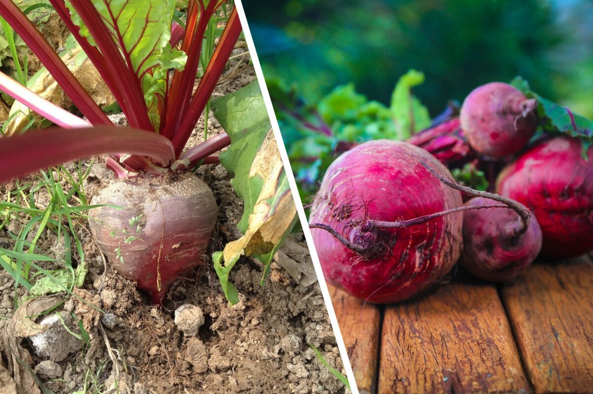 Експерт розповів, як уникнути загнивання буряка під час зберігання