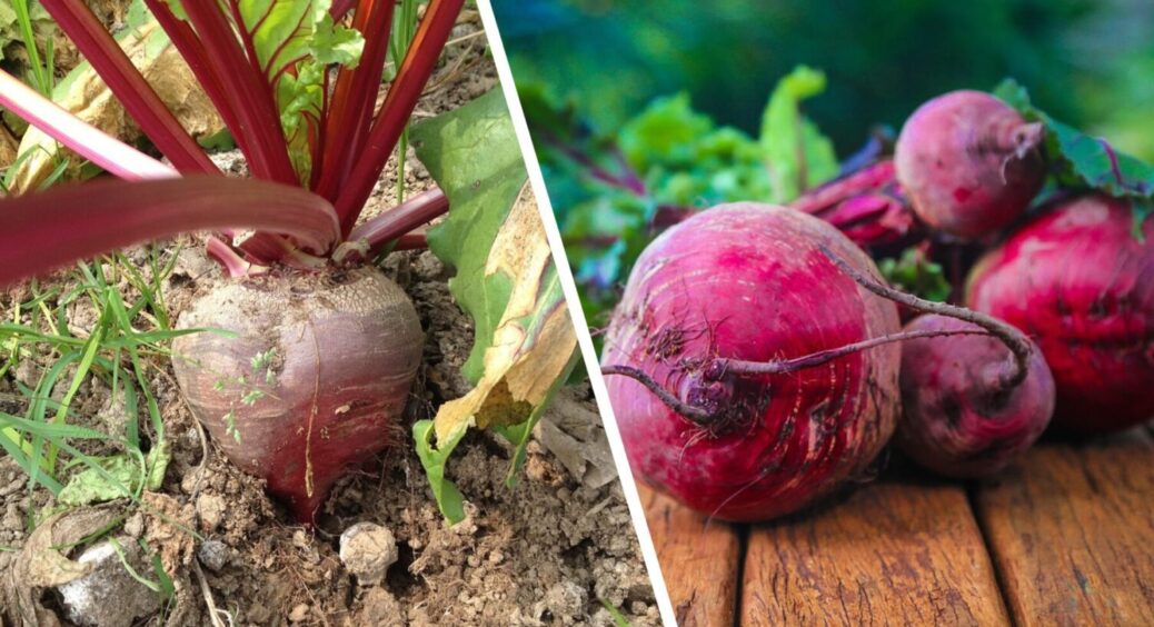 Цей сорт буряка витримує морози до -7 градусів: селяни назвали його головним відкриттям сезону 