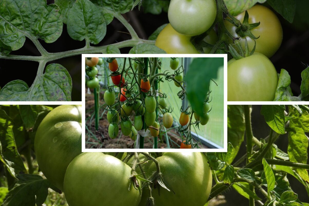 Агрономи розсекретили найсолодші сорти помідорів для вирощування