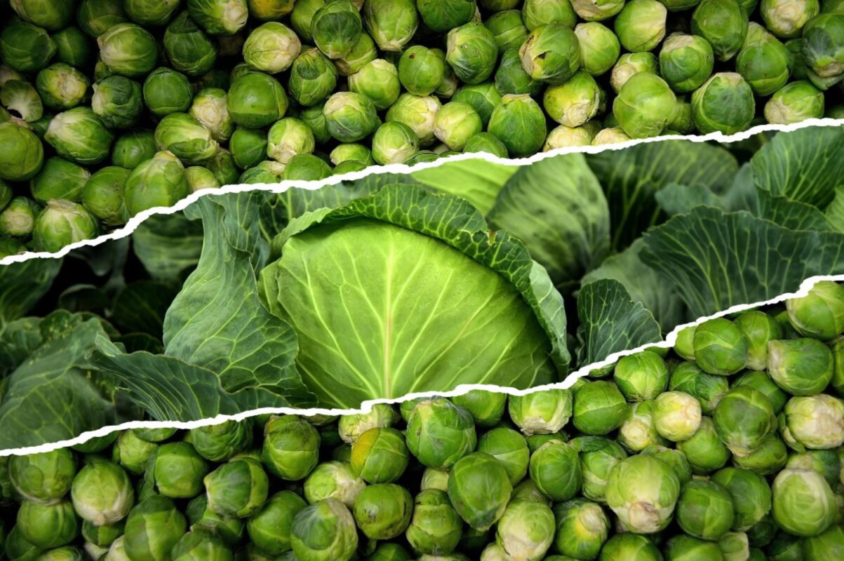 Городники розповіли, як правильно зберігати врожай капусти в 2025-2026