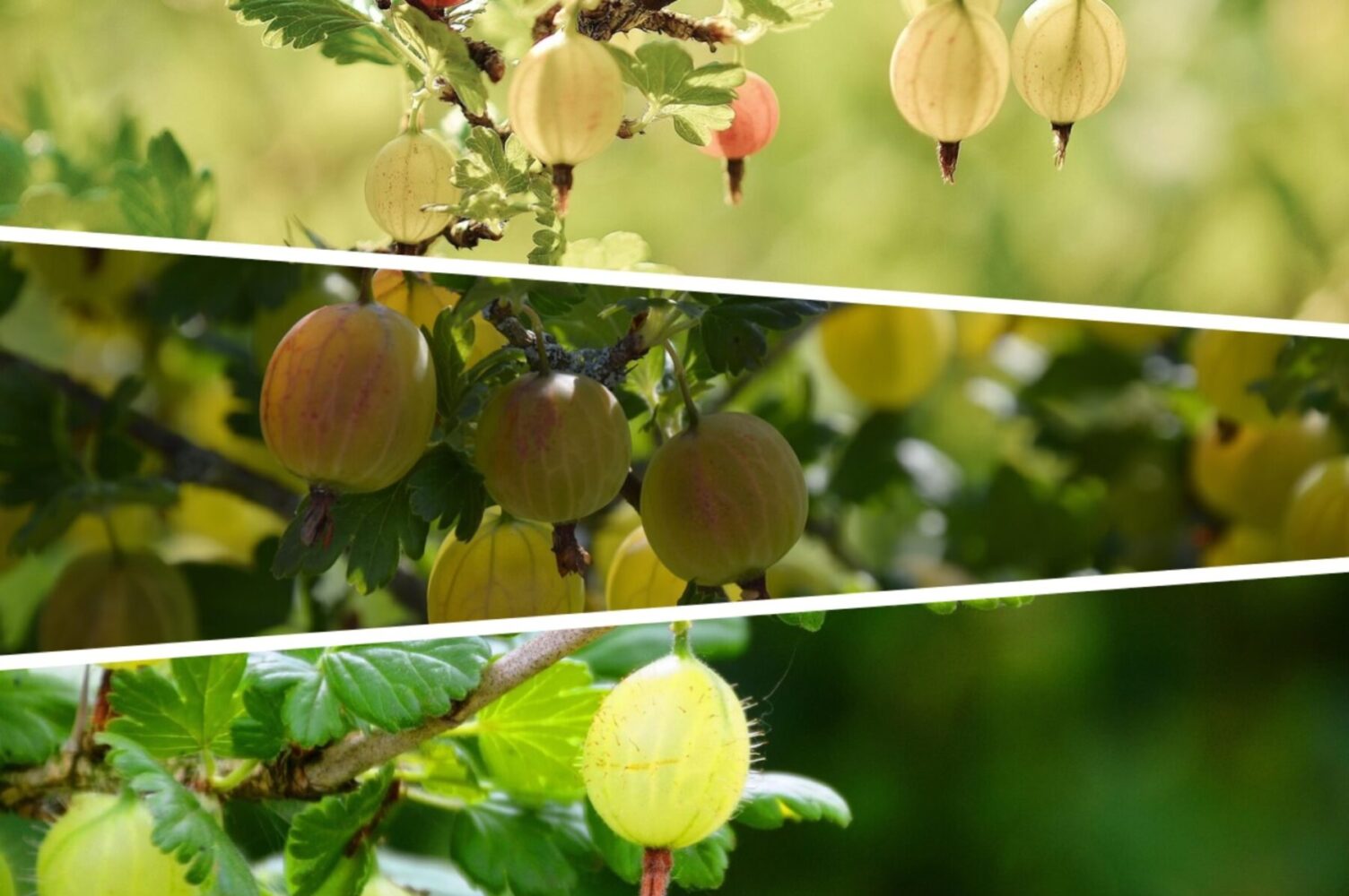 Садівники розсекретили найкраще жовтневе добриво для аґрусу