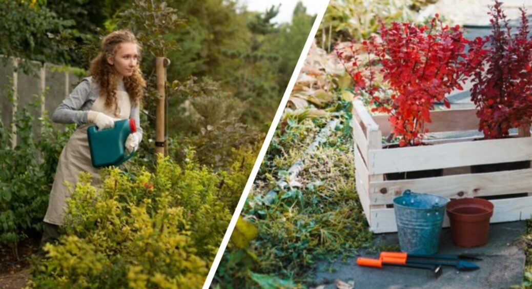 Не гірчиця й не фацелія: 1 сидерат, який треба посіяти вже восени 2035 – на заміну гербіцидам 