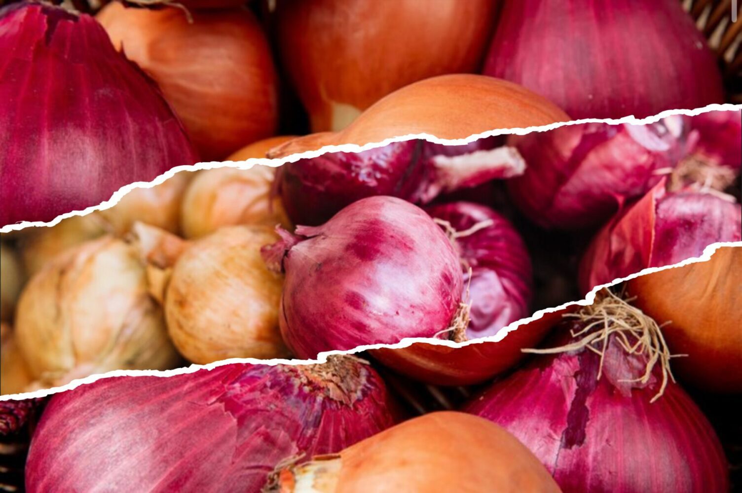 Городники назвали найсприятливіший час для посадки озимої цибулі в 2025-му